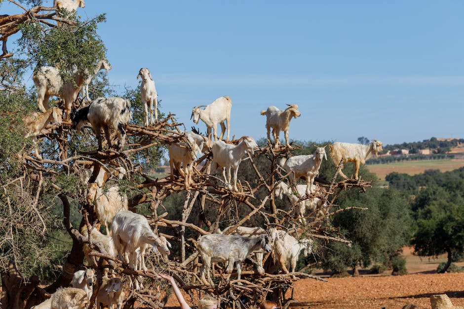 Kiedy zbierać owoce brzoskwini?