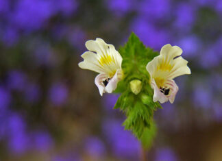 Jak poprawić kondycję roślin domowych? Jak poprawić kondycję roślin domowych